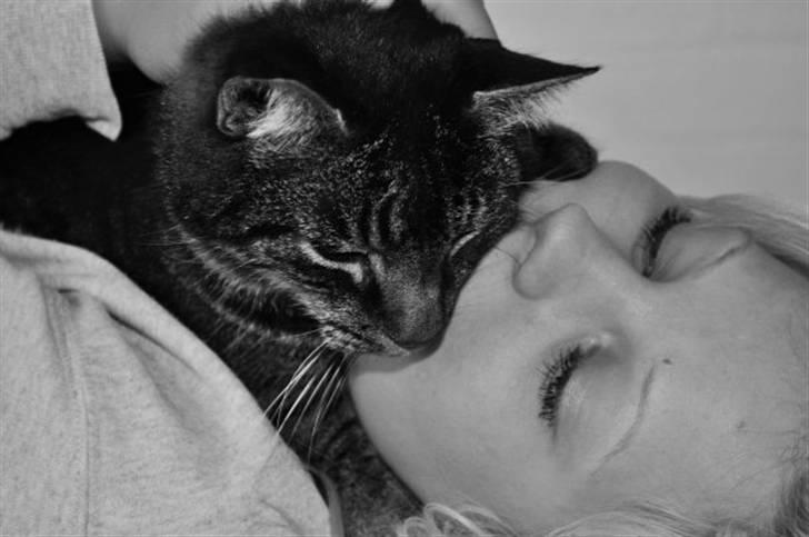 Huskat Oliver (Maria's kat) billede 3