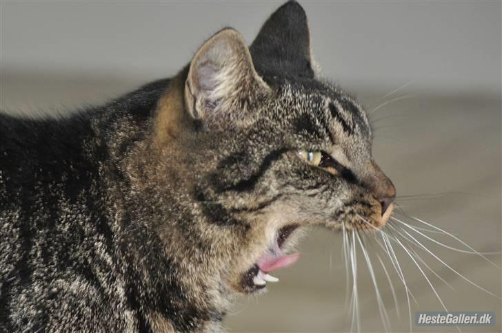 Huskat Oliver (Maria's kat) billede 5