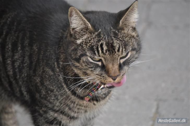 Huskat Oliver (Maria's kat) billede 7