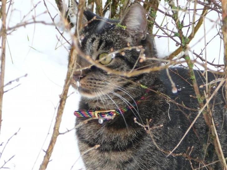 Huskat Oliver (Maria's kat) billede 9