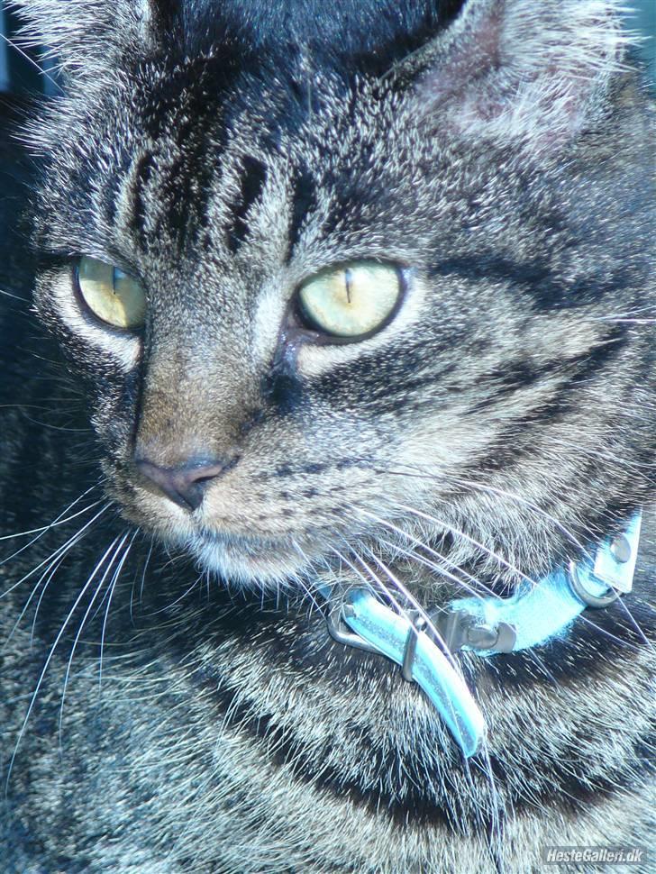 Huskat Oliver (Maria's kat) billede 11