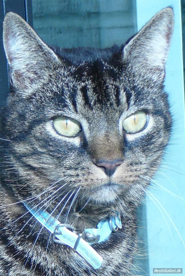 Huskat Oliver (Maria's kat) billede 12