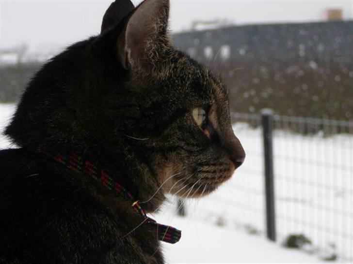 Huskat Oliver (Maria's kat) billede 13