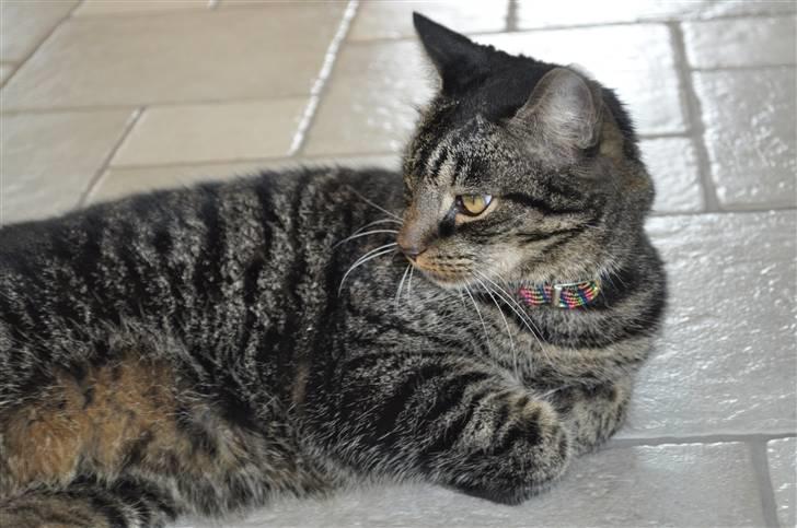 Huskat Oliver (Maria's kat) billede 14