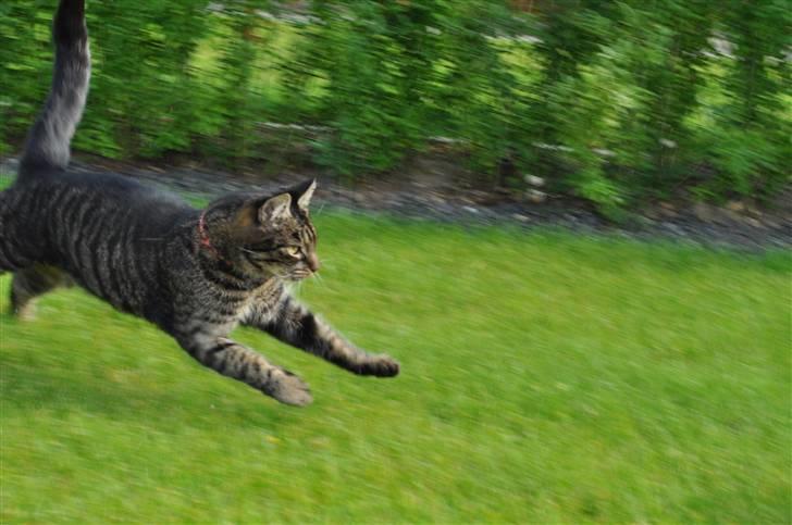 Huskat Oliver (Maria's kat) billede 15