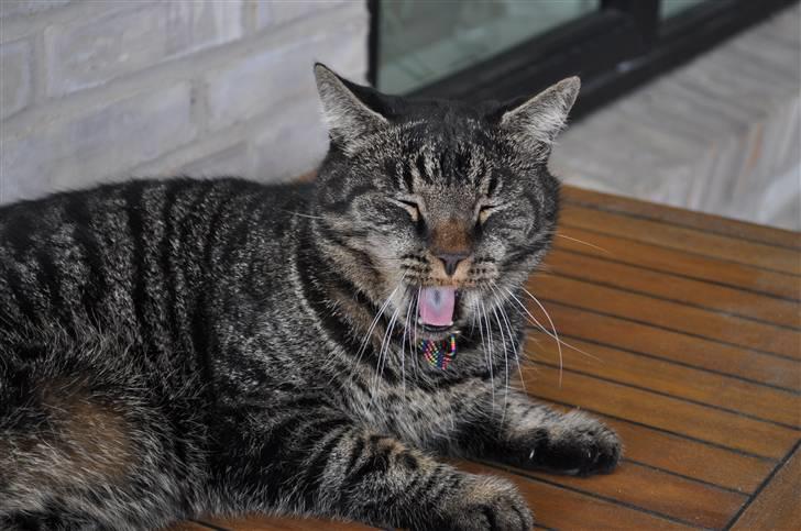 Huskat Oliver (Maria's kat) billede 16