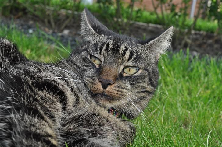 Huskat Oliver (Maria's kat) billede 17