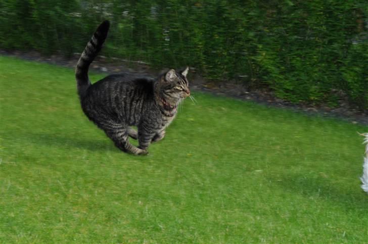 Huskat Oliver (Maria's kat) billede 18