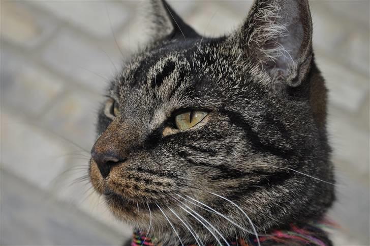 Huskat Oliver (Maria's kat) billede 19