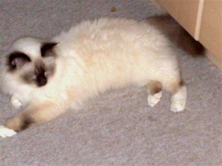 Hellig Birma Simba billede 9