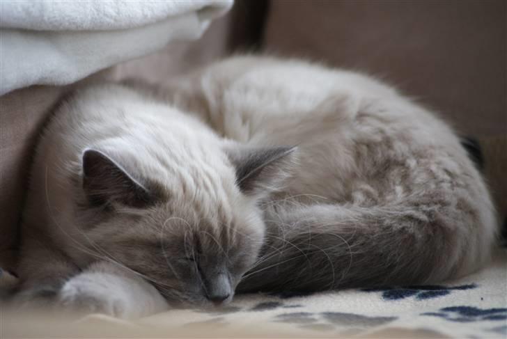 Hellig Birma Miss Malibu billede 16