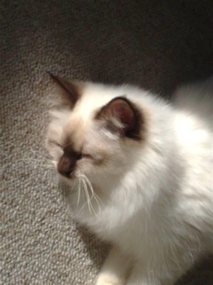 Hellig Birma Simba - Simba nyder en solstråle.....:) billede 10