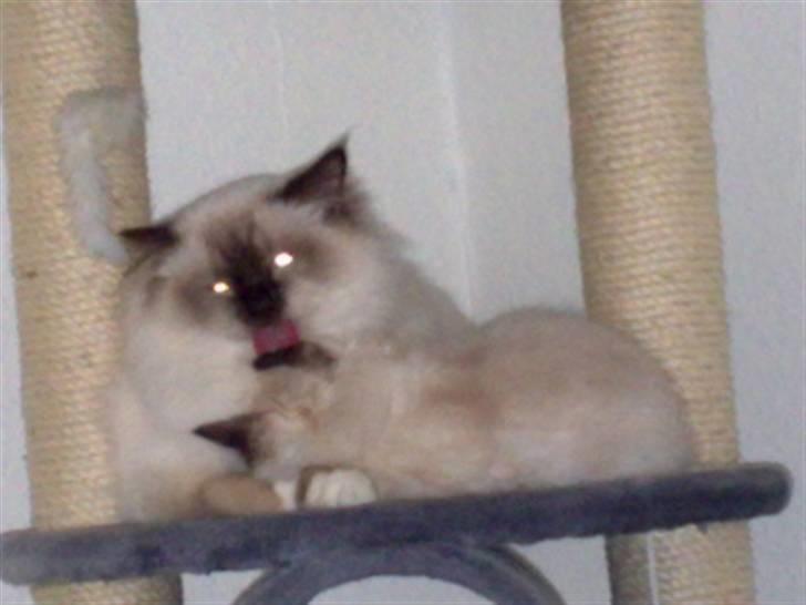 Hellig Birma Simba - Så er der morgenvask ............:) billede 11