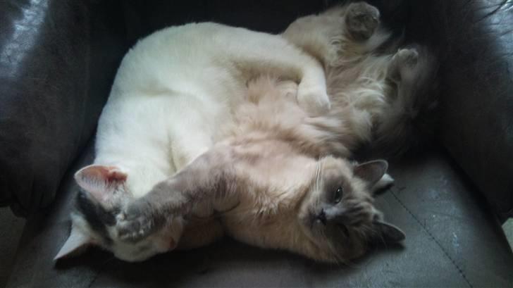 Hellig Birma Miss Malibu billede 17