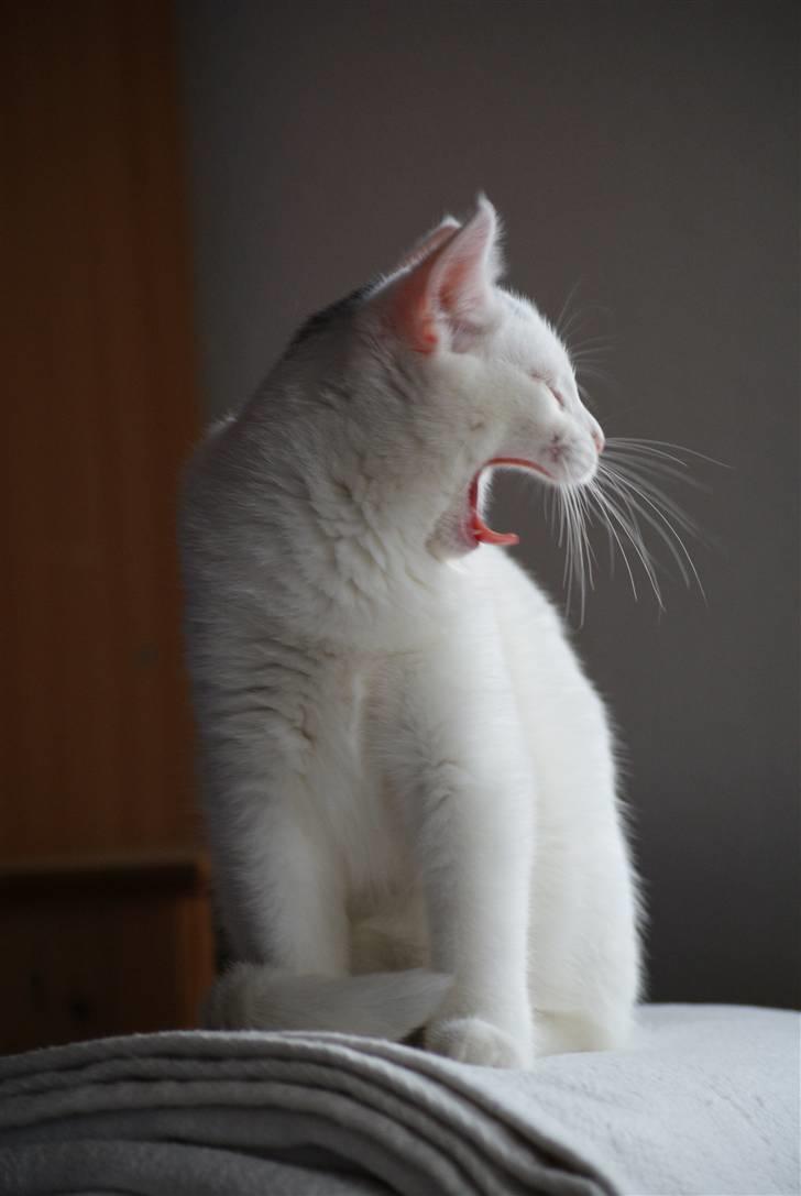 Huskat Miss Tequila billede 15