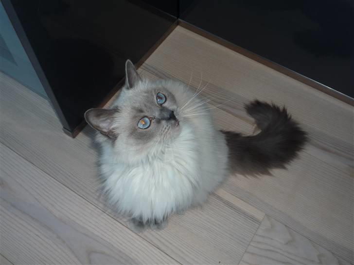 Ragdoll Perle billede 1