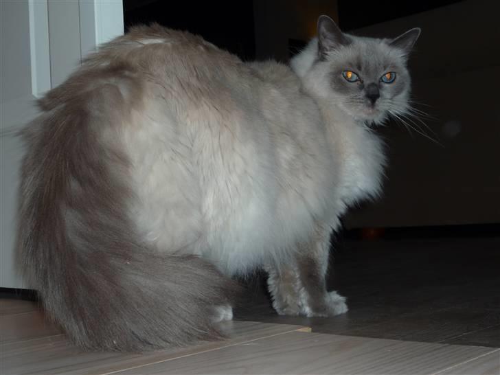 Ragdoll Perle billede 2