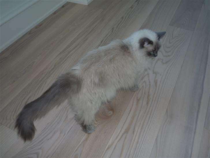 Ragdoll Perle billede 3