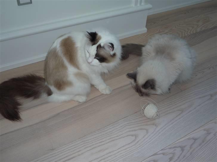 Ragdoll Perle - Legetid :o) billede 4