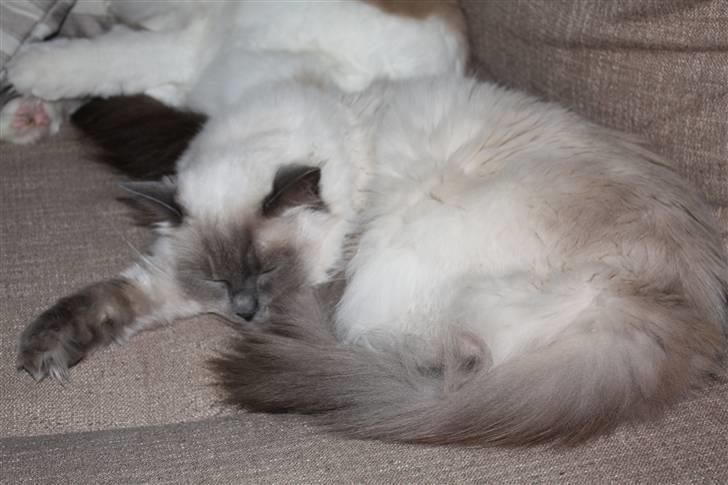 Ragdoll Perle - Perle elsker at sove :o) billede 5