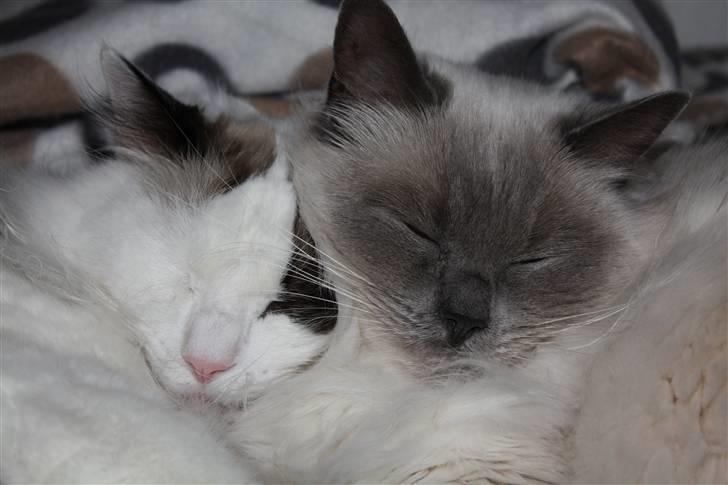 Ragdoll Perle - Perle æælsker at sove sammen med sin "bror" :o) billede 6