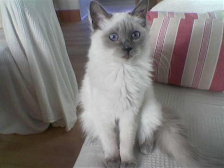 Ragdoll Perle - Perle som bette :o) billede 7