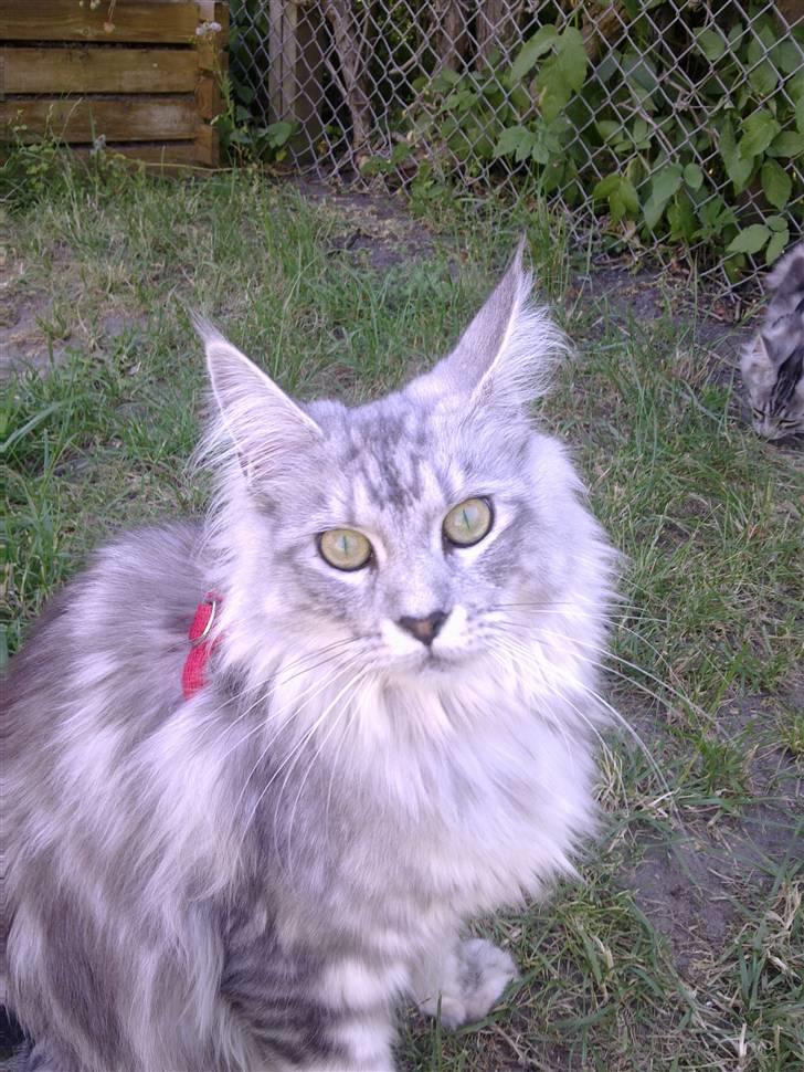 Maine Coon Edelweis billede 5