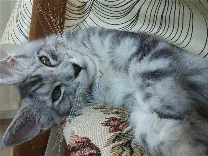 Maine Coon Edelweis billede 6