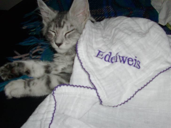 Maine Coon Edelweis billede 7