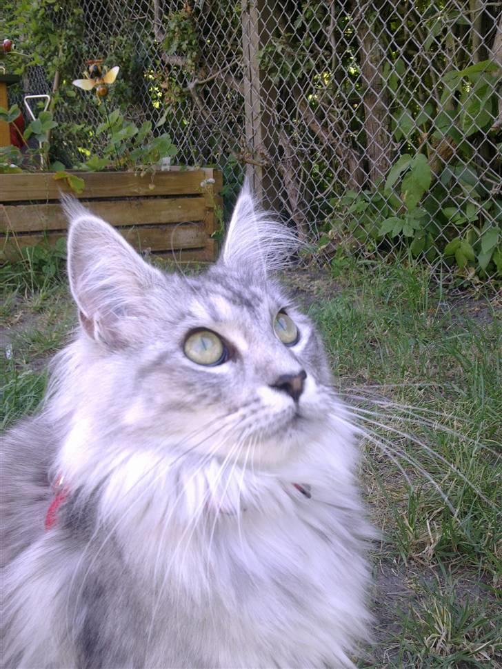 Maine Coon Edelweis billede 8