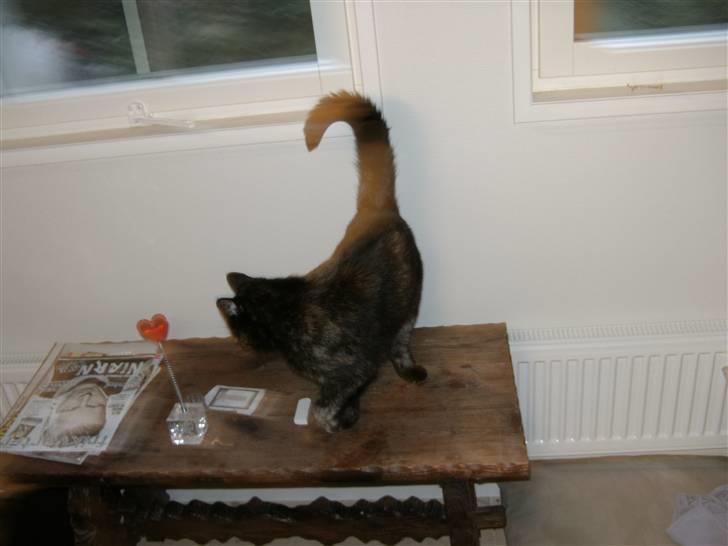 Huskat Sille - jeg er en  meget nysgerie kat<3 billede 5