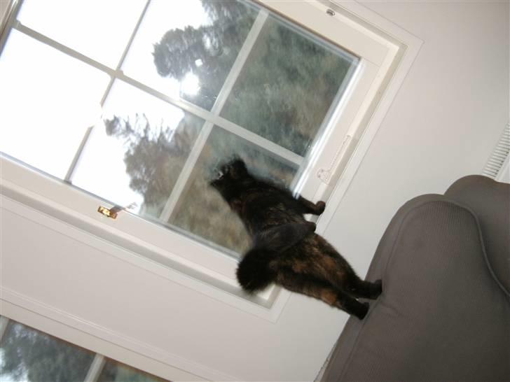 Huskat Sille - nuurh der ser kldt udder ude<3 billede 6