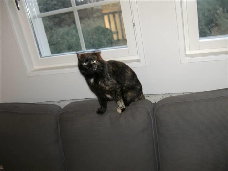 Huskat Sille - <3 billede 7