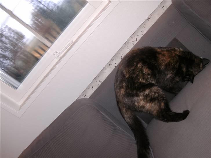 Huskat Sille - stop så med og tag billeder af mig<3 billede 8