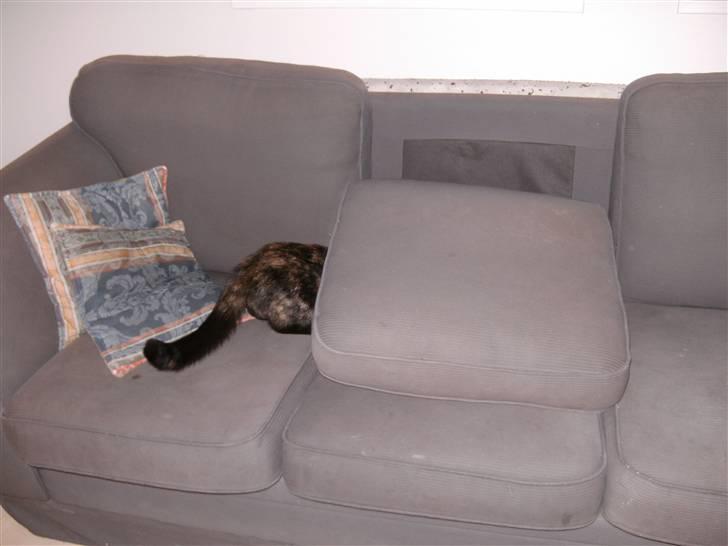 Huskat Sille - uhha der putter man godt<3 billede 9