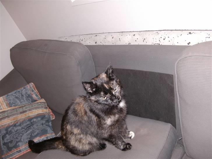 Huskat Sille - jeg er så fiin<3 billede 10