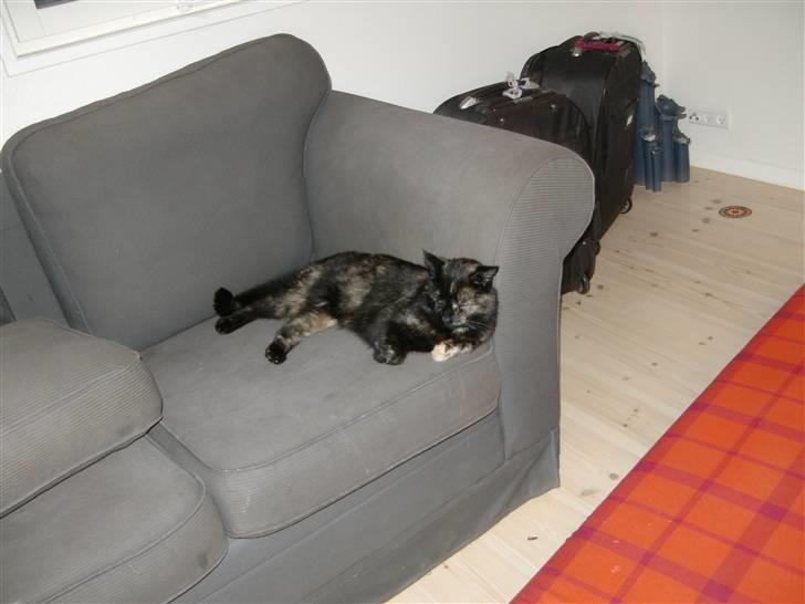 Huskat Sille - putte putte billede 11