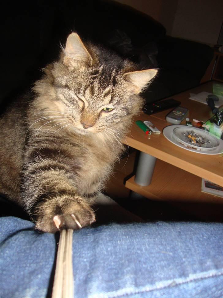 Norsk Skovkat tøsen billede 1