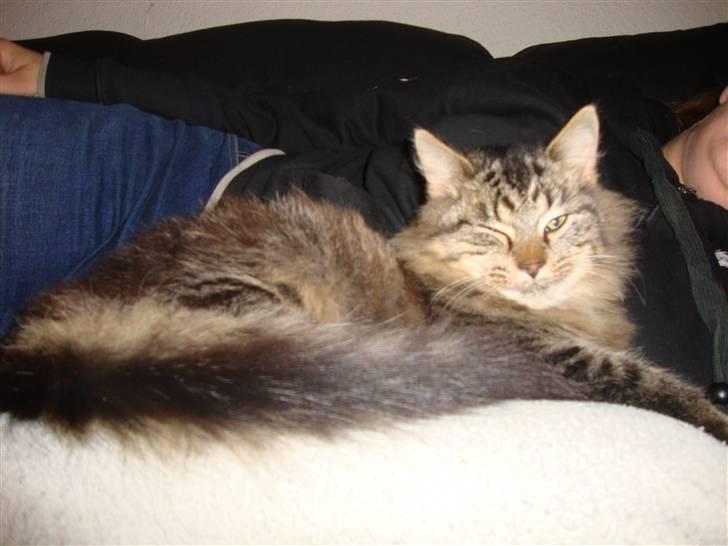 Norsk Skovkat tøsen billede 2