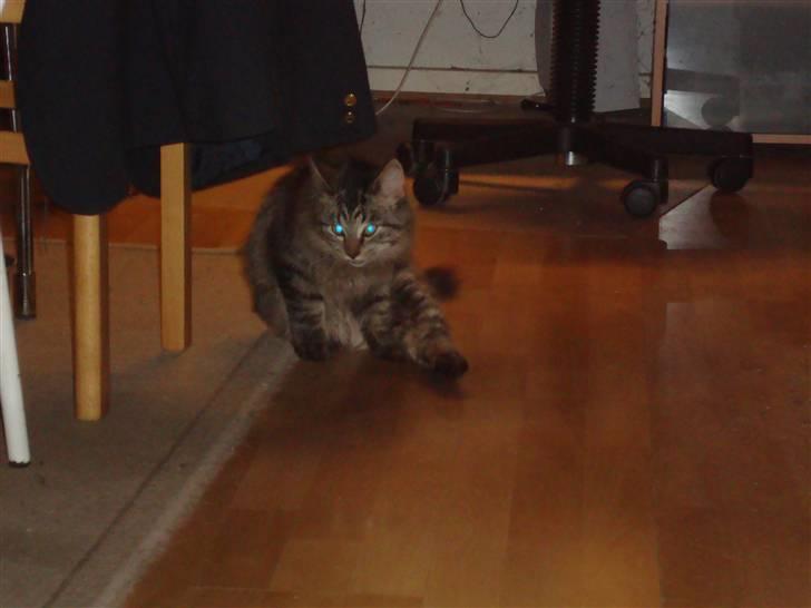 Norsk Skovkat tøsen billede 3