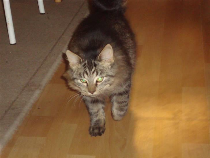 Norsk Skovkat tøsen billede 4