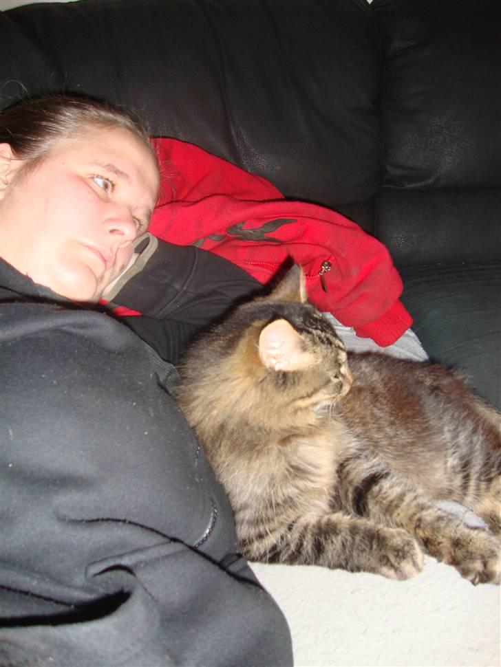 Norsk Skovkat tøsen billede 5