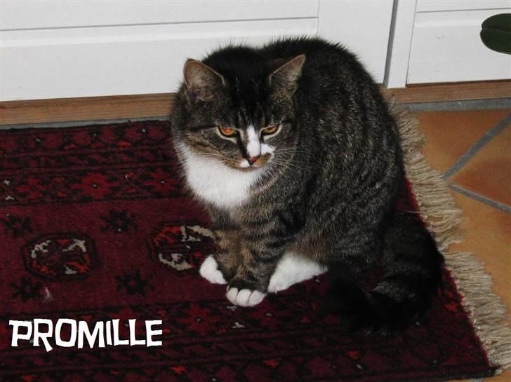 Huskat Mille R.I.P billede 1