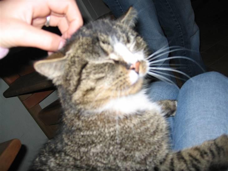 Huskat Mille R.I.P billede 4