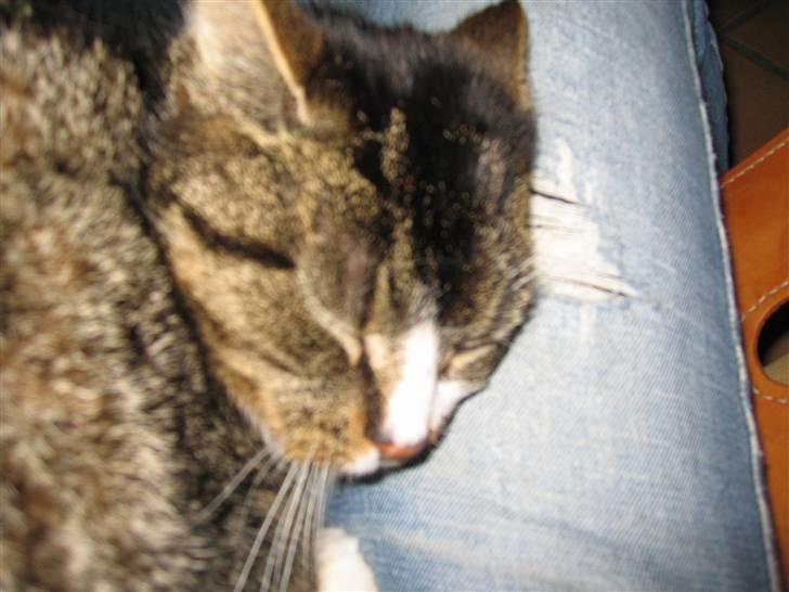 Huskat Mille R.I.P billede 5