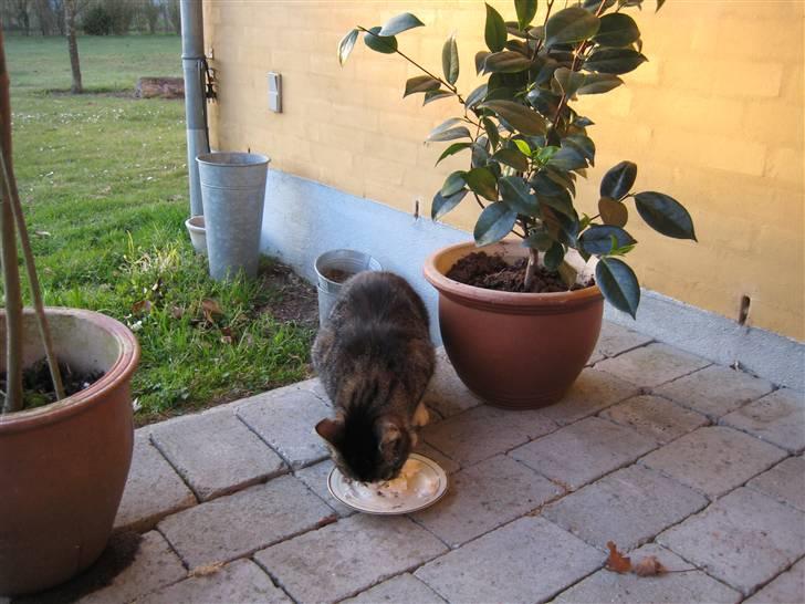 Huskat Mille R.I.P billede 6