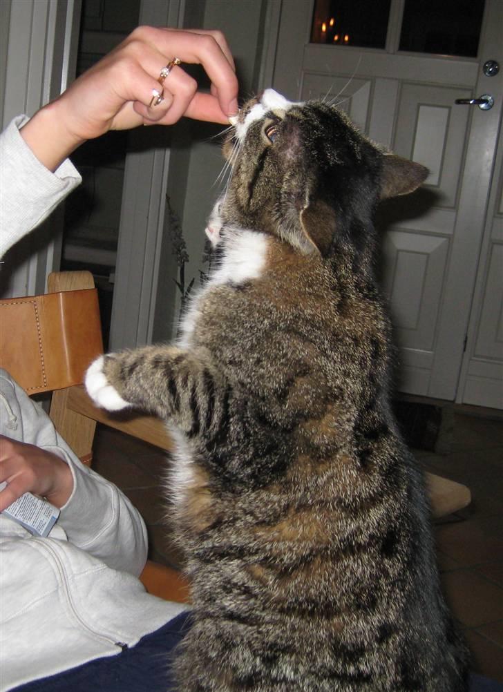 Huskat Mille R.I.P billede 7