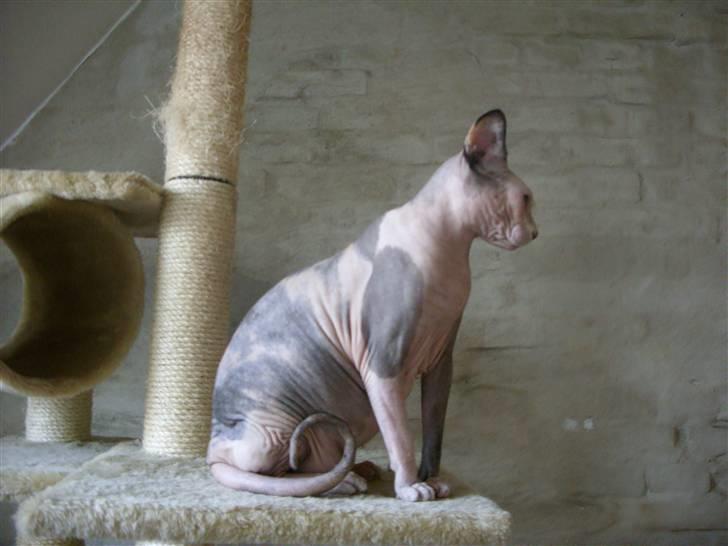 Sphynx Lara Croft billede 10