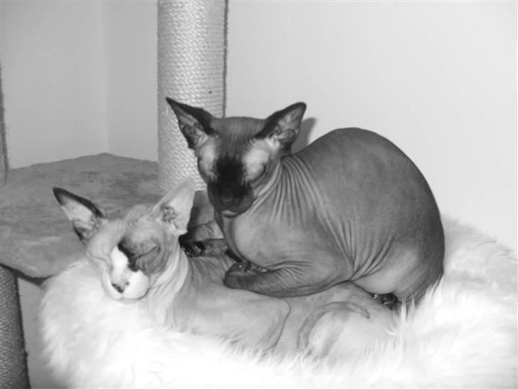 Sphynx Lara Croft - Man må finde sig i meget - men hyggeligt er det nu :) billede 11