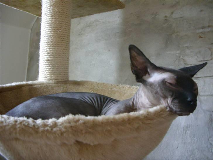 Sphynx Mr. Hyde billede 9